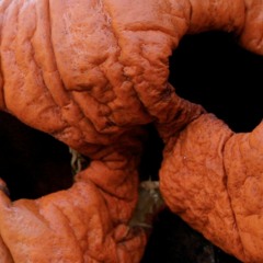 KIND BEAST |Sistinas [DANZIG]