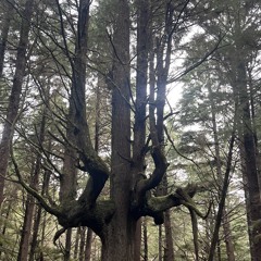 I'll See You At The Beginning