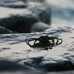 love calls  I dont' remember 23