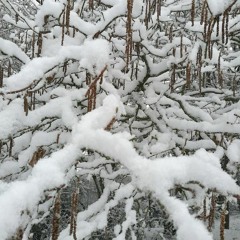 Hail on greenhouse