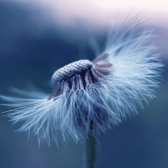Best of Awake in the World: Mindfulness of the Breath & Taking the Backwards Step