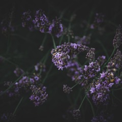 𝗘𝗠𝗢𝝩𝗜𝗢𝝥𝗦 𝗗𝗜𝗔𝝘𝝪 • 013