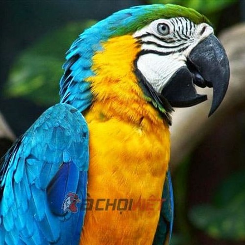 Vẹt Ngực Hồng Biết Nói Giá Rẻ - Parrot - Serindit Gacor - Exotic bird -  YouTube