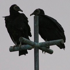 Vultures In The Trap