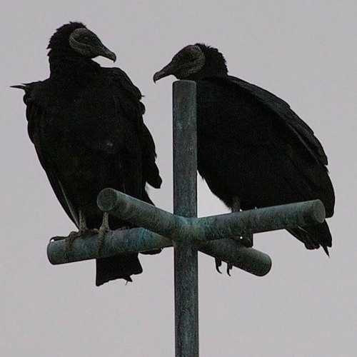 Vultures In The Trap
