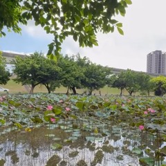 《September lotus bloom》.mp3