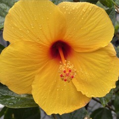 Hibiscus