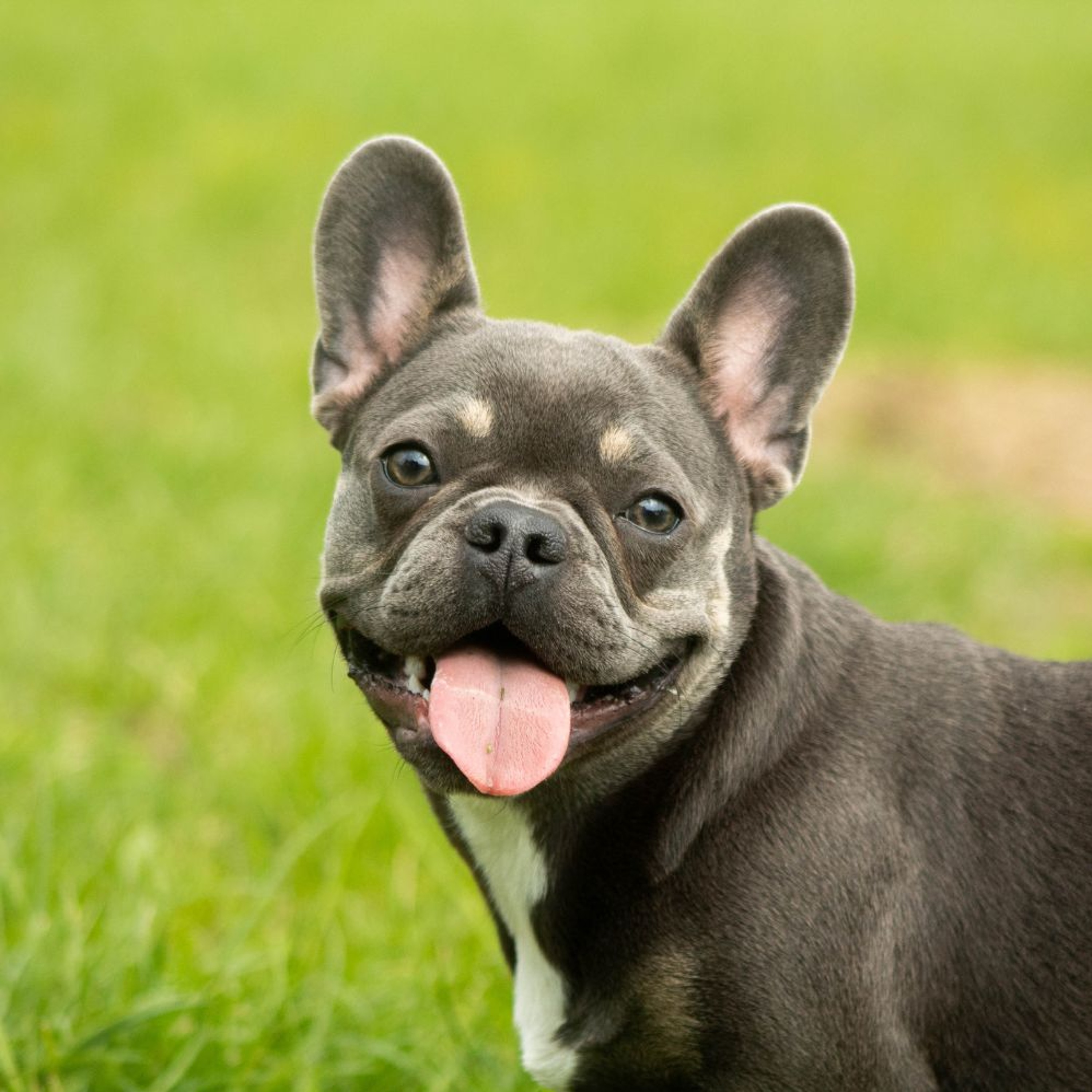 Considerations For Medical and Surgical Management of Brachycephalic Obstructive Airway Syndrome