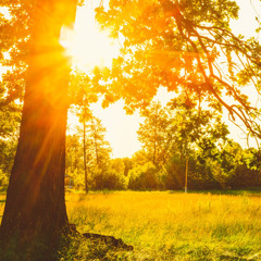 The Peak of Light: A Summer Solstice Meditation - 2025