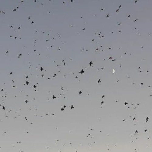 Sesiones turbulentas vol.II - La ruta de los pájaros