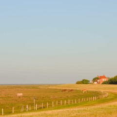 North Sea island Juist, Hammersee – song thrush