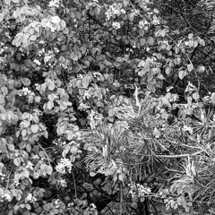 distraction from suffering