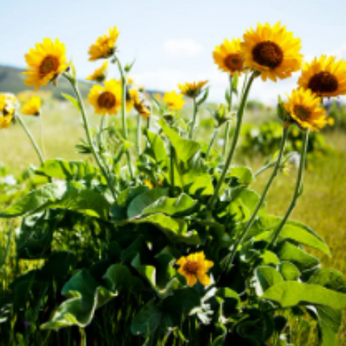 sóx̣ʷm’ - Balsamroot