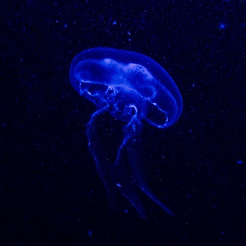 Distant Ocean [Nine Thathom Deep]