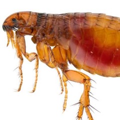 Fleas!