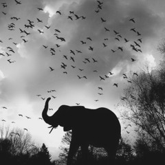 Elephant Talk
