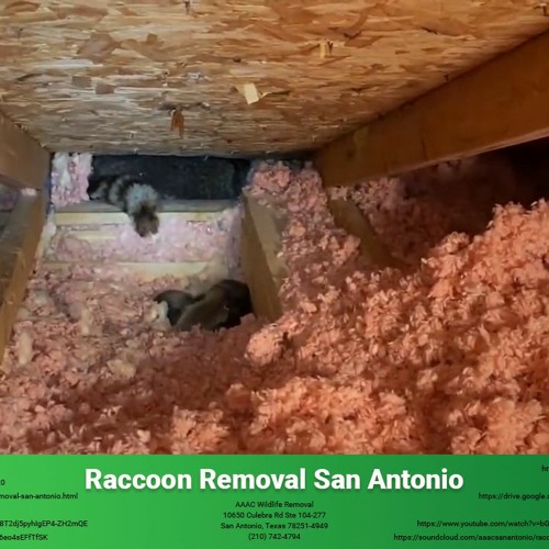 Stream AAAC San Antonio | Listen to Raccoon Removal San Antonio