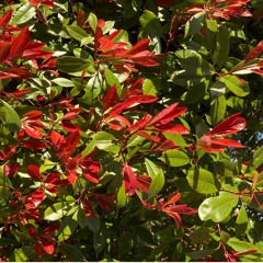 All That I Need (demo)