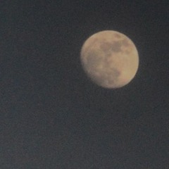 Harvest Moon (cover)