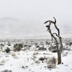 Winter Willow - F R E E L O O P ! ! ! !