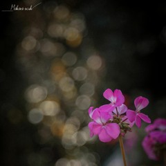 បុផ្ផាឈៀងម៉ៃ