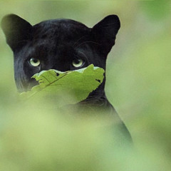 Instrumental Vibez 2