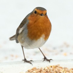 01 Travers/Rolling on the Ryegrass (reels)