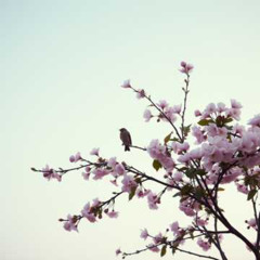 Nightingale whistled #3