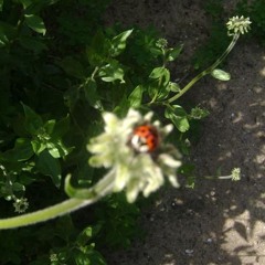 danke an alle käfer. fayemoon. prod negative