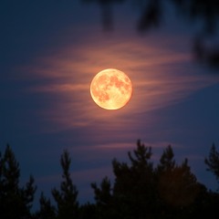 2022 Tribal Afro Tech Dancing