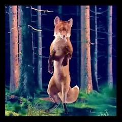 Ylvis - What Does The Fox Say