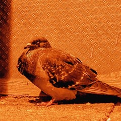 GRX - Pigeon