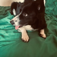 Kaya's dream's spring 2023