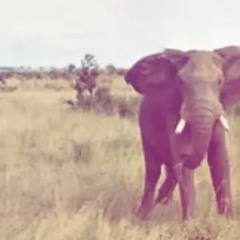 switch ft invrt prod gemcaliber