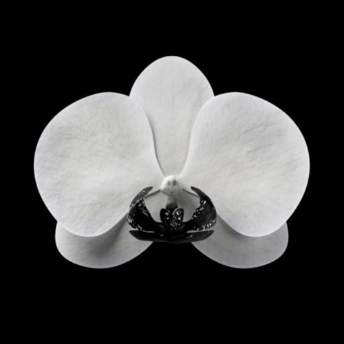 Gisella Engel & Parallel Forms-Eyes(Mellon Place Records)