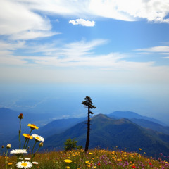 Top of the Hill