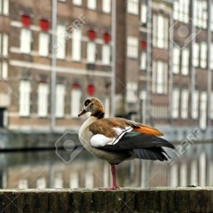 1DAY BEFORE AMSTERDAM