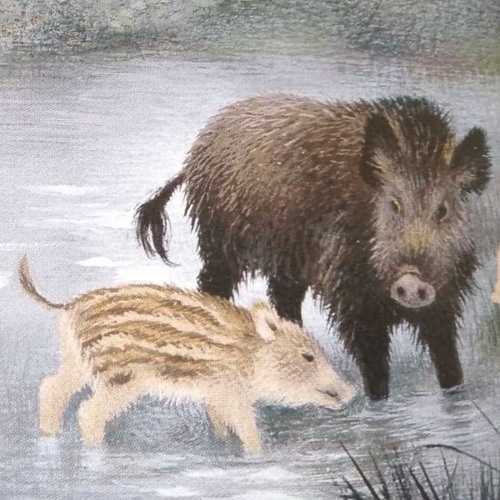 Stream Le Petit Sanglier by Médiathèque de MouansSartoux Listen online for free on SoundCloud