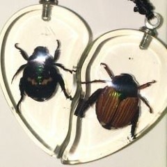 🪲shoegaze dreampop shit🪲