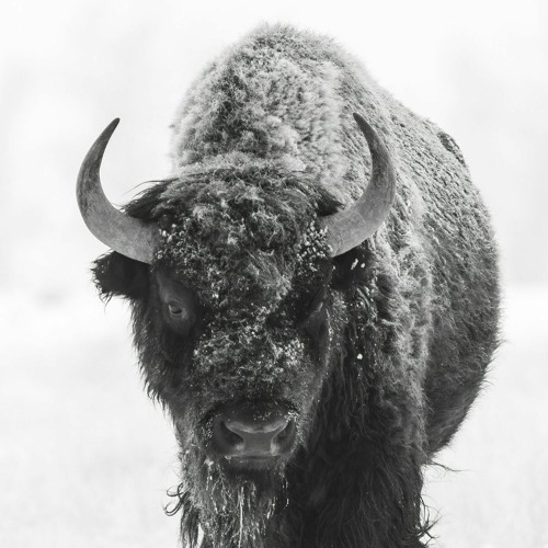 Bison