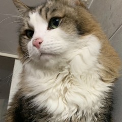 Meat is Murder ( Listen to the voices )GO VEGAN TODAY!!!