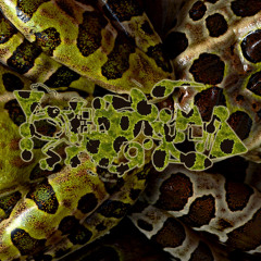 Attini Crumble In Multitude (Squash!)