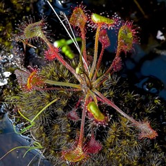 AI Snooze EP04 - Music from plants c3_10