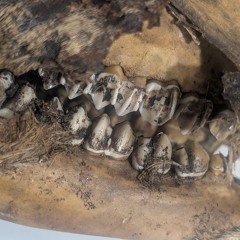 tragedy (prod. lvcien)