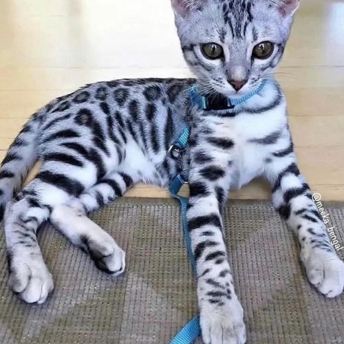 Stream yuke fuck nyan cat by yukefanpage Listen online for free on