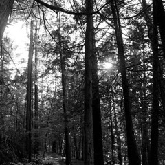 whipz - superjump_wav (slowed)