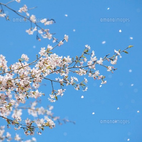 舞い散るサクラ By Osw Tdnr