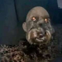 My dawg lucy