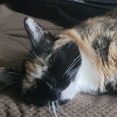 second nature (10th anniversary remaster)