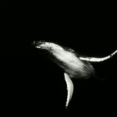 Rose Gold - Addicted (Yoot Digme Remix)